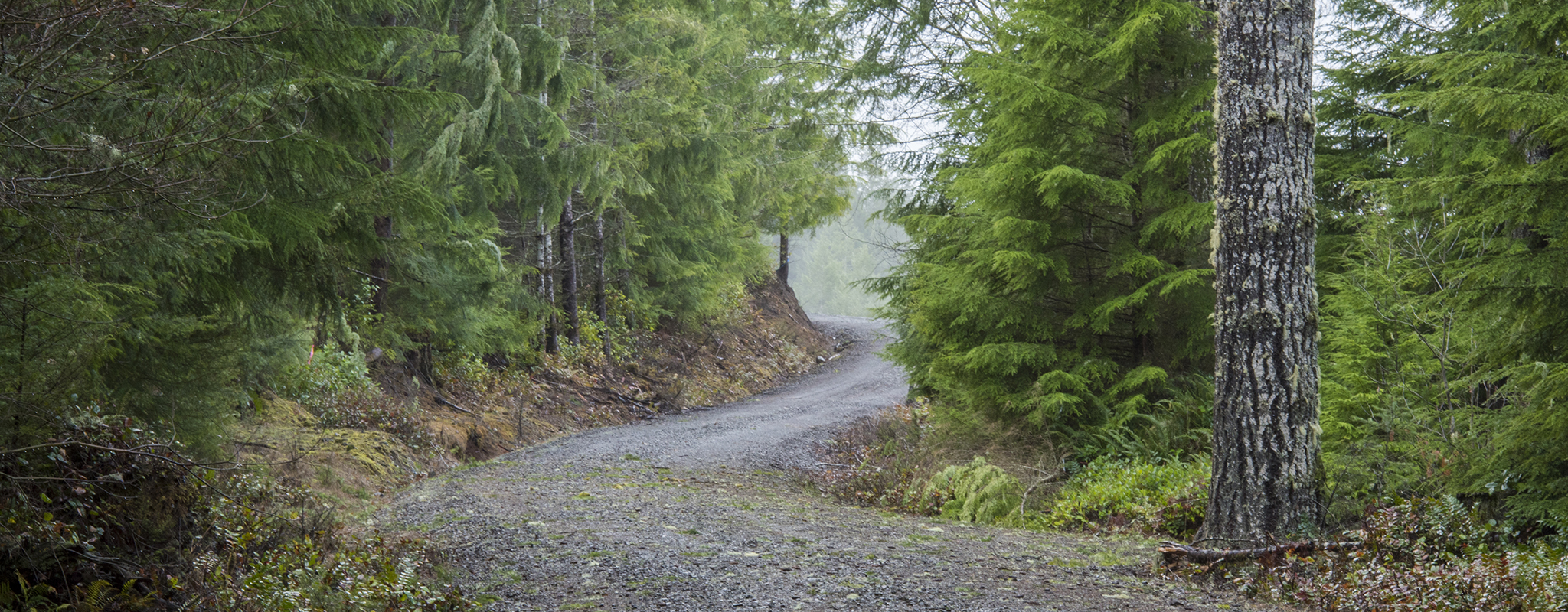 Forest Management | College of