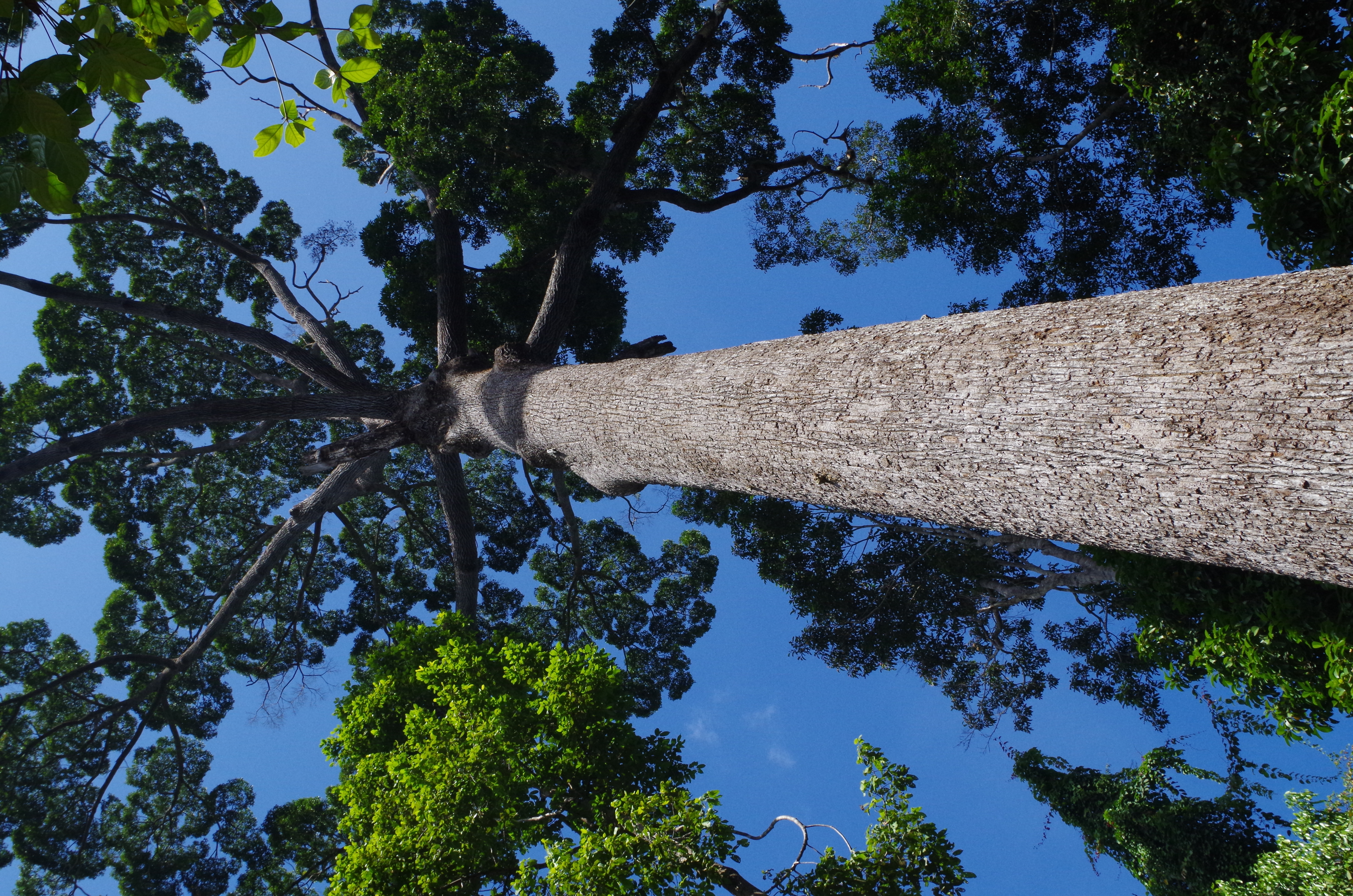 Large tree over head. 