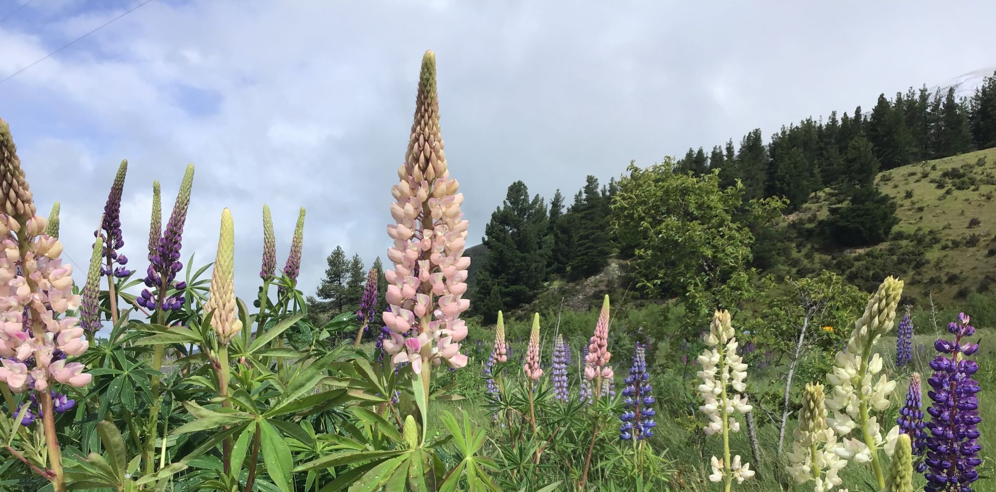 New Zealand lupines