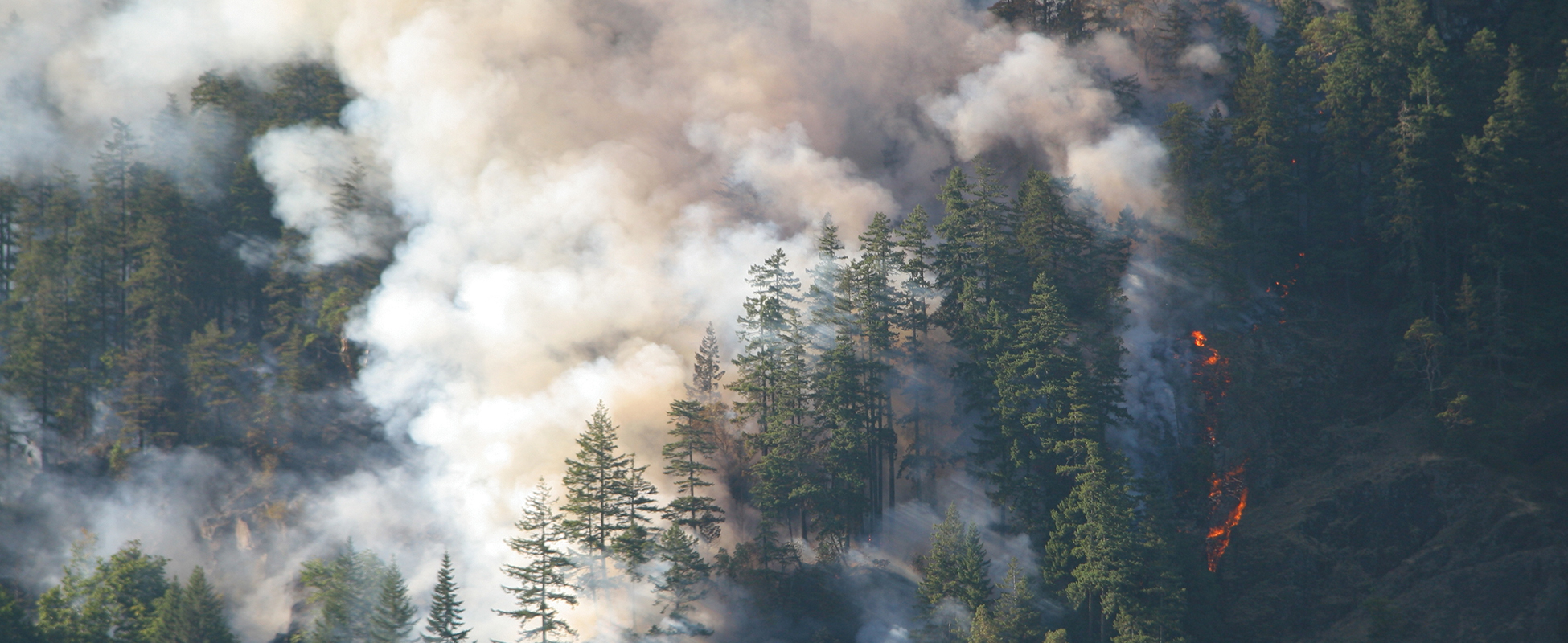 Silviculture fire forest health