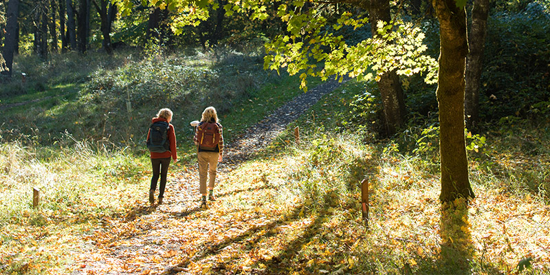 Forest Ecosystems & Society