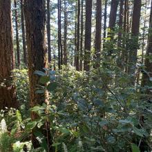 trees in a stand