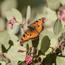 Tortoiseshell
