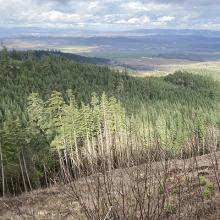 Douglas fir forest near Corvallis, Oregon