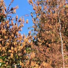 Heat dome foliar scorch