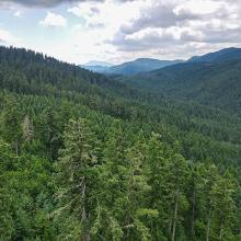 Marys Peak in the distance, viewed from McDonald-Dunn Research Forest