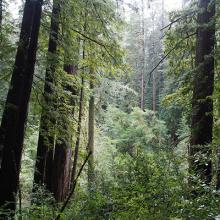 A stand of coast redwood, Sequoia sempervirens, in Curry County, Oregon. 