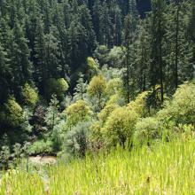 Grassy area on shallow soils