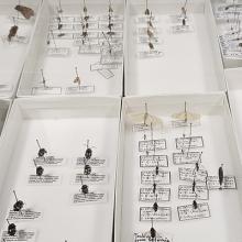 Insect specimens