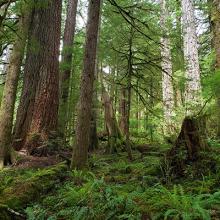 Pacific Northwest old growth forest