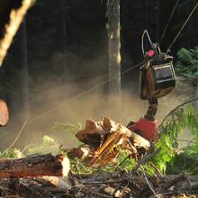 Forest machinery harvesting logs in forest