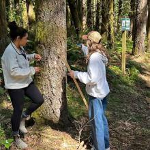 Sherwood High School students measure the diameter of a tree with a loggers tape and woodland stick on a field trip to the Hopkins Demonstration Forest in Clackamas County