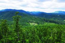 McDonald Dunn Forest view