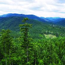 McDonald Dunn Forest view