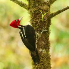 Pale-billed Woodpecker (Campephilus guatemalensis) in a forest fragment near Las Cruces Biological Station, Costa Rica