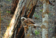 Spotted owl in a tree