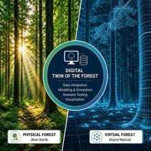 Digital twin of the forest. Physical forest alongside virtual forest.