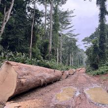 illegal logging in Harenna Forest, Ethiopia